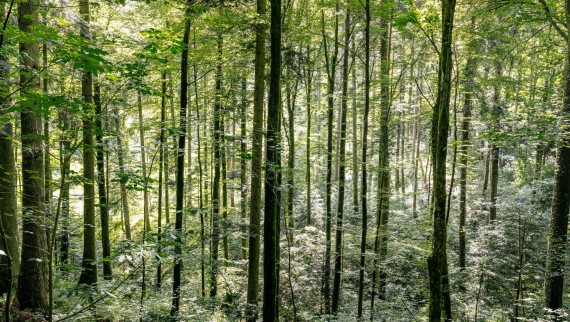 Limpar com água – como a Geberit AquaClean ajuda a poupar madeira