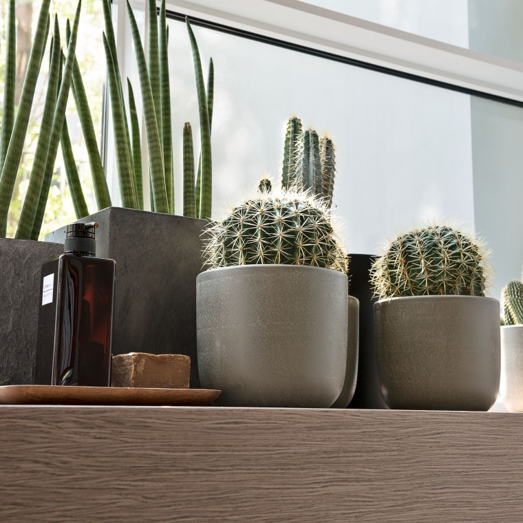 Várias plantas no parapeito de uma janela