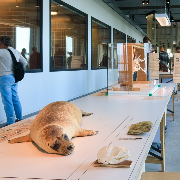 Sabias que a foca é o maior predador dos Países Baixos? (© Tjeerd Visser) Sabias que a foca é o maior predador dos Países Baixos? (© Tjeerd Visser)