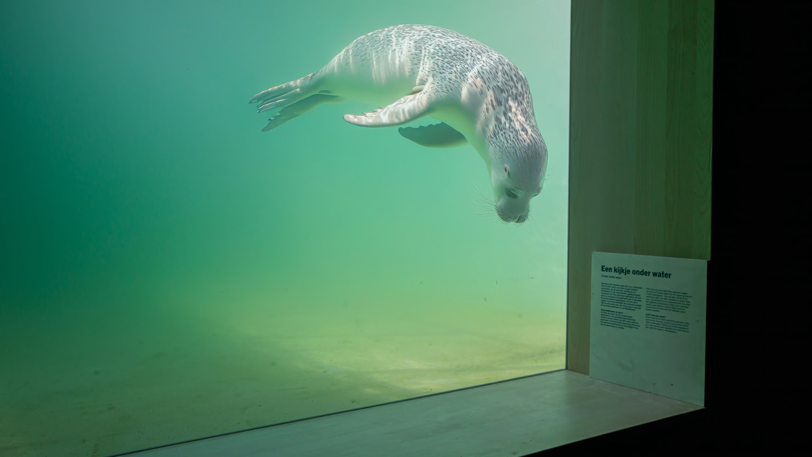 Os animais feridos ou doentes devem ser capazes de voltar a nadar em liberdade o mais rapidamente possível (© Tjeerd Visser). Os animais feridos ou doentes devem ser capazes de voltar a nadar em liberdade o mais rapidamente possível (© Tjeerd Visser).