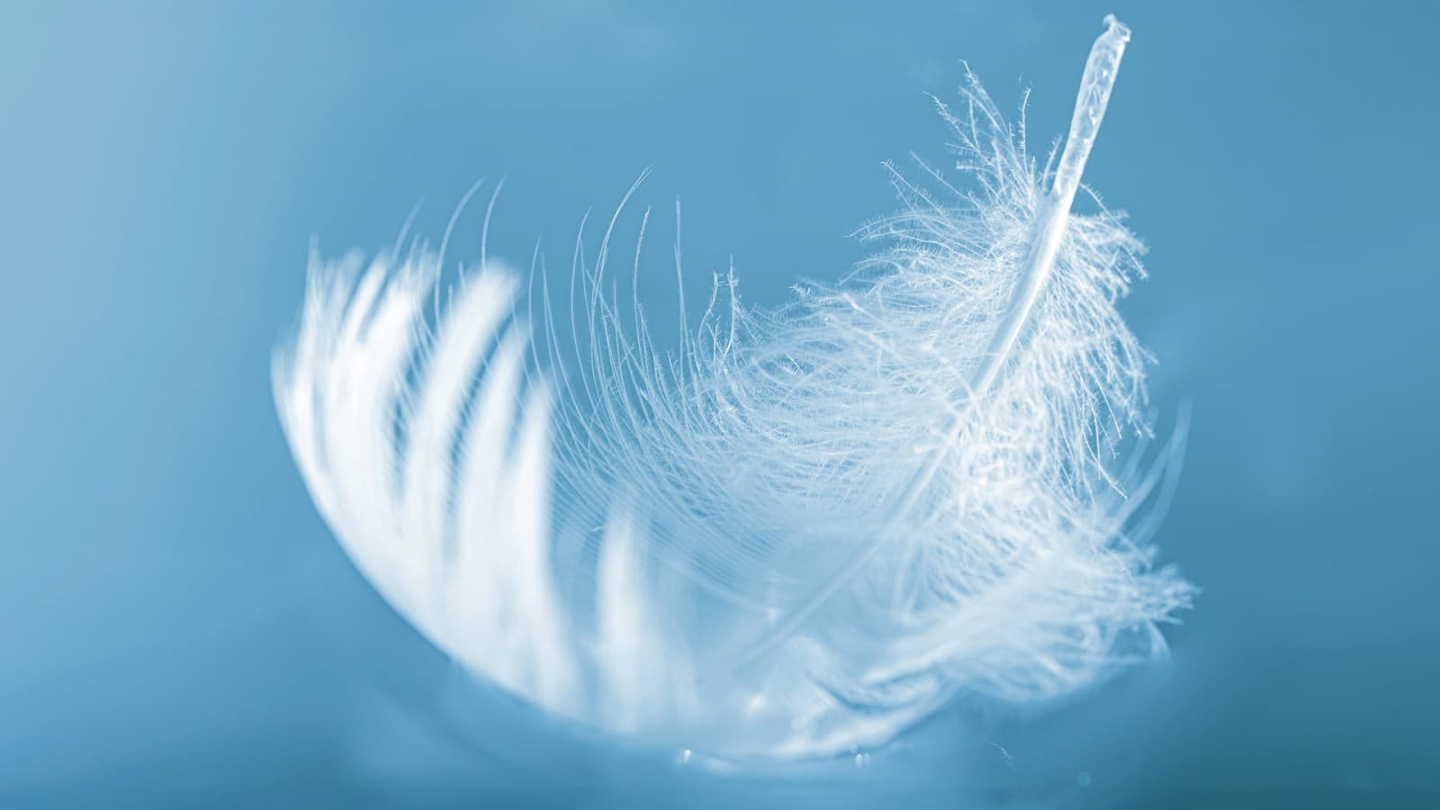 Pena macia Pena macia