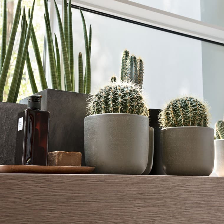 Várias plantas no parapeito de uma janela Várias plantas no parapeito de uma janela