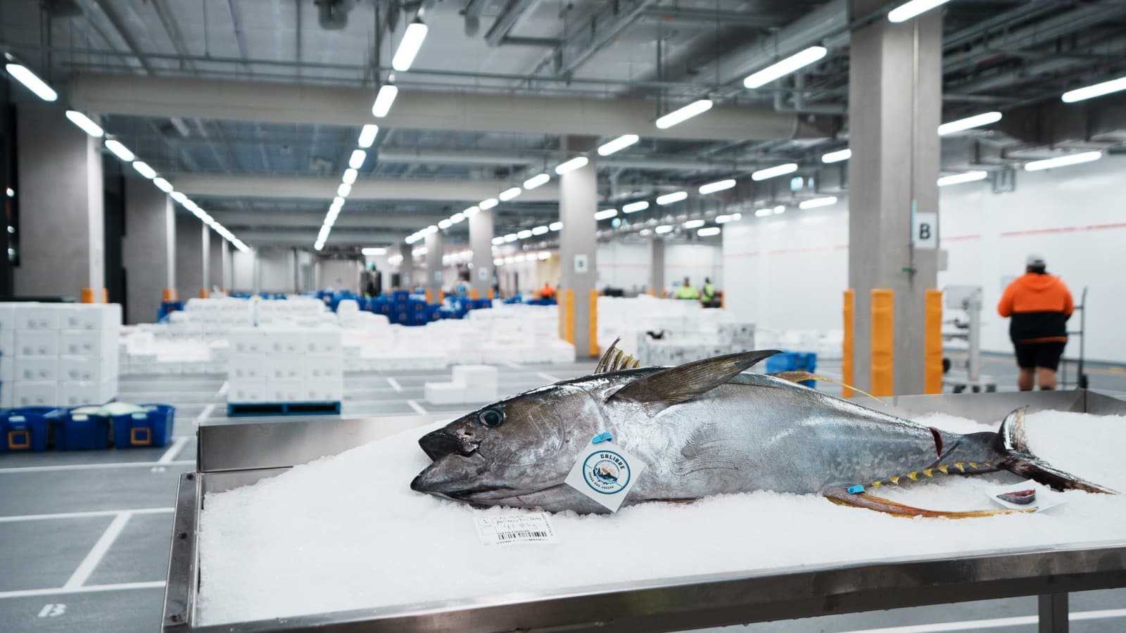 No novo Mercado do Peixe de Sydney, são processadas e vendidas entre 50 e 60 toneladas de peixe e marisco por dia (© Grainger Films) No novo Mercado do Peixe de Sydney, são processadas e vendidas entre 50 e 60 toneladas de peixe e marisco por dia (© Grainger Films)